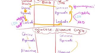 Cori cycle GlucoseAlanine cycle [upl. by Shirlene]