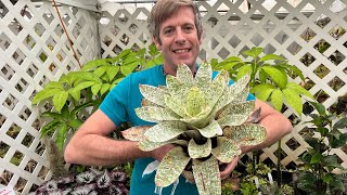 Vriesea gigantea var seideliana is a stunning white and green bromeliad [upl. by Aniahs121]