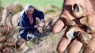 Los CARACOLES Recolección en el campo para el CONSUMO humano y la cría y engorde en GRANJAS [upl. by Aleahc]