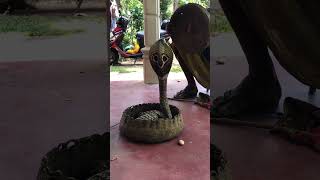 Sri lanka traditional snake dancer visitsrilanka snake [upl. by Eciral52]