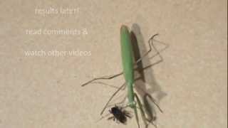 praying mantis vs [upl. by Anauqahs]