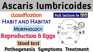 Ascaris lumbricoides Round worm Full lecture in Hindi [upl. by Asus933]