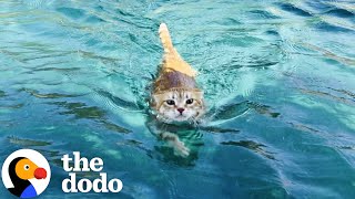 Sailboat Cat Loves To Dive Into The Water  The Dodo [upl. by Bronson]