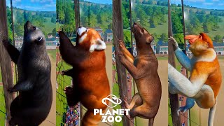 Planet Zoo Animals Escape Race  Grizzly Bear Proboscis Monkey Red Panda Binturong Fossa [upl. by Fifine]