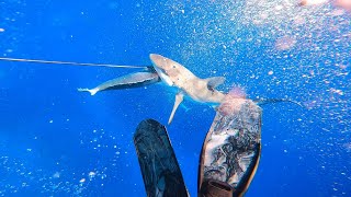 SPEARFISHING FOR DOGTOOTH TUNA  CLOSE ENCOUNTERS  FIGHTING OFF SHARKS 500KM OUT TO SEA🦈 CORAL SEA [upl. by Ambler]