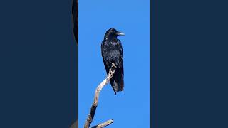 Common Raven 🐦Pinnacle Perch commonraven [upl. by Beetner]