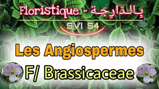 10 Les Angiospermes F Brassicaceae  Floristique بالدارجة Svi s4 [upl. by Attesor619]