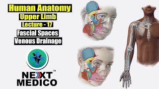 NEXT MEDICO 2022  MBBS Human Anatomy  Upper Limb  Fascial Spaces Venous Drainage L17 [upl. by Gamaliel298]