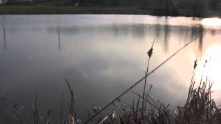 Fly fishing for panfish topwater [upl. by Narmi598]