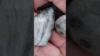 Michigan Fossil Hunting Paradise Near Me buriedtreasure thefinders rockhounding fossil [upl. by Alegnave406]