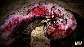 The Mongolian Death Worm [upl. by Jacquelynn785]