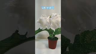 UA눈송이 스트렙토카르푸스 streptocarpus plants flowers [upl. by Etnomed]