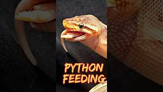 Ball Python Fact 378 shorts snake reptiles [upl. by Mcclary]