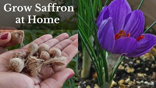 How to grow SaffronKesar at homeGrow Crocus Saffron in potBackyard Gardening [upl. by Doig]