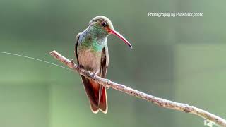 Rufoustailed Hummingbird Amazilia tzacatl [upl. by Drannel503]