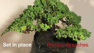 Juniper Procumbens Nana Two [upl. by Ednyl69]