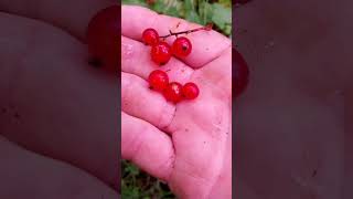 Picking Alaskan Wild Red Currants in a Bear Infested Swamp [upl. by Valleau]