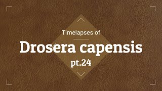 Timelapses with Drosera capensis pt24 [upl. by Lessig]