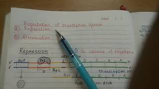 Tryptophan Operon and its Attenuation [upl. by Arlana18]