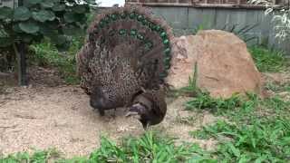 The display of the Malay Peacock Pheasants [upl. by Mayram]