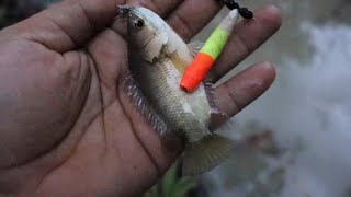 Fishing for climbing perch fish at evening [upl. by Lette]