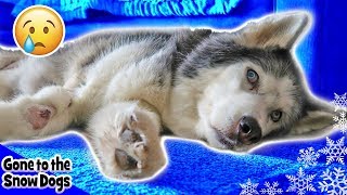 Oakley the Husky Dog Walking in Circles  Surgery Updates [upl. by Airec959]