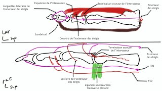 Arthrologie du membre supérieur Anatomie de la main [upl. by Acissej]