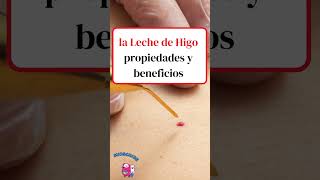 la Leche de Higo propiedades y beneficios shortsvideo [upl. by Eyt]