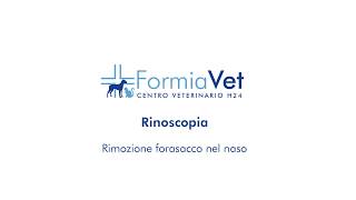 Endoscopia Rinoscopia rimozione forasacco naso nel cane  FormiaVet [upl. by Ahsinrad]