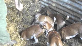 Severn Valley Ratters Ratting with Plummer Terriers Part 1 [upl. by Enyluqcaj]