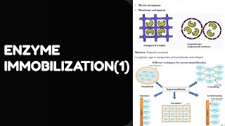 Enzyme Immobilization1 Explained Biochemical amp Bioprocess Engineering [upl. by Jdavie313]