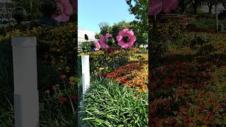 Huey Dewey and Louie Topiary 2024 Epcot International Garden and Flower Festival [upl. by Onailimixam]