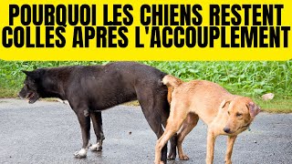 Pourquoi les Chiens Restent CoincésCollés Après L’accouplement  Noeud [upl. by Hamachi]