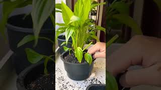 New growth propagation plants beautiful soillove soilpot garden propagation soiltypes farm [upl. by Orvan]