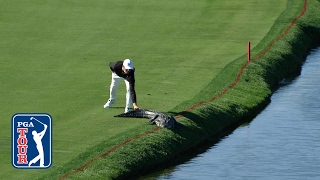 Cody Gribbles alligator encounter at Arnold Palmer Invitational [upl. by Yendic]