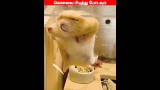 😂🐈🐕 போட்ட மாறியா படிய்யா😂🐈🐕comedyvideosviral trending funnyanimal videos [upl. by Pilihp575]