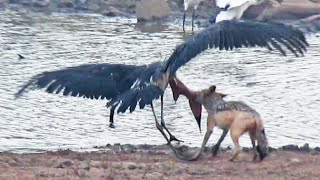 Jackal Kills Stork in an Epic Battle [upl. by Zoller]