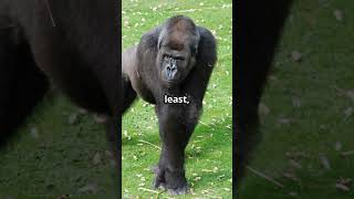 Gorillas The Original Hulk Fascinating Gorilla Facts [upl. by Adan]