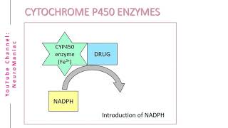 BIOCHEMISTRY  CYTOCHROME P450 ENZYMES AND OXIDATION PROCESS [upl. by Darell]