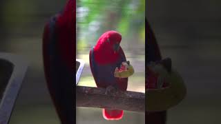 Watch a Female Eclectus Parrot Enjoying her Meal animals birds shorts wildlife parrot eclectus [upl. by Bill]