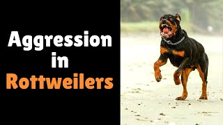 How to Solve Rottweiler Aggression Problem Aggression in Rottweilers [upl. by Puto931]