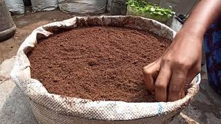 how to farming orithal Thamarai seeds [upl. by Henrie392]