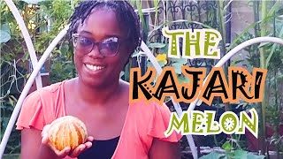 Season 2 EP 101 Our First Ever Kajari Melon  Ripening Signs amp Taste Test [upl. by Prady]