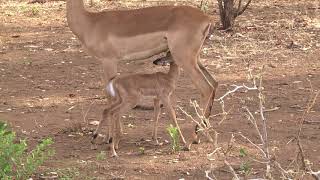 A plucky newborn Impala lamb exploring then going to the milk bar [upl. by Buford]