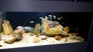 Central american cichlids tank new design 82014 [upl. by Dirk]