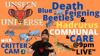 Blue Death Feigning Beetles AND Desert Scorpion COHABITATION Setup amp Care [upl. by Rosemari888]