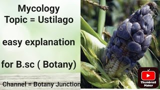 Topic  Ustilago for bsc Botany Msc Botany Mycology unit [upl. by Aikram370]