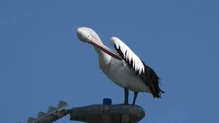 Australian Pelican 15 [upl. by Coben125]