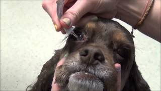 Giving eye drops or ointment to your dog [upl. by Eseneg24]