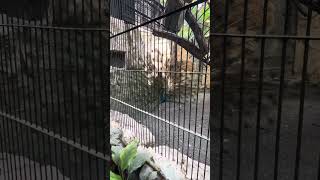 Animals in avilon zoo avilon place viralvideo funny [upl. by Regina]